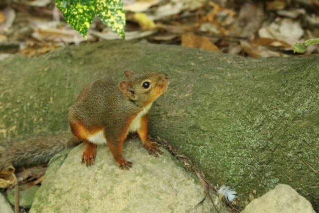動物園 リス