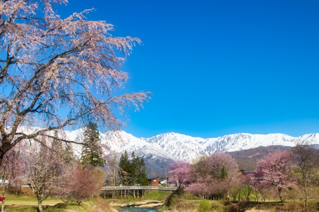 大出公園から望む残雪の北アルプスとしだれ桜の風景